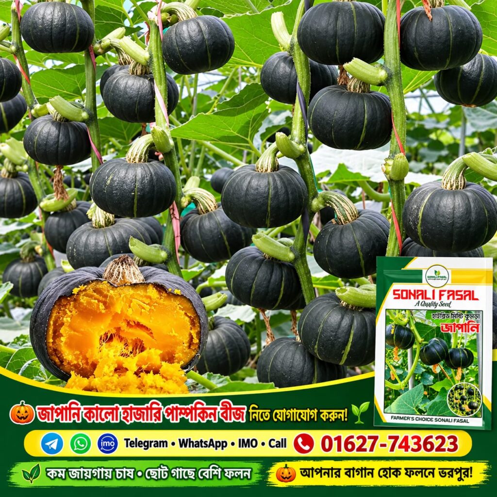 1 প্যাকেট জাপানি পামকিন