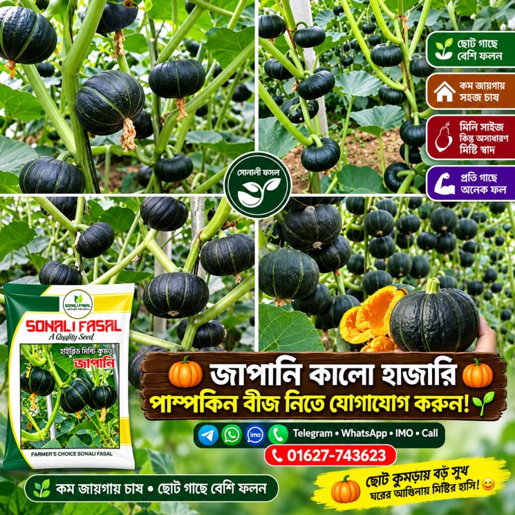 5 প্যাকেট জাপানি পামকিন