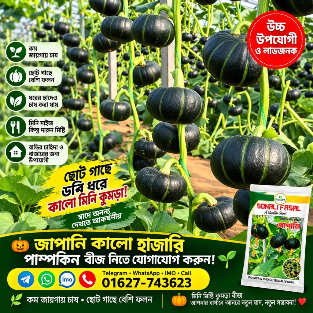 2 প্যাকেট জাপানি পামকিন