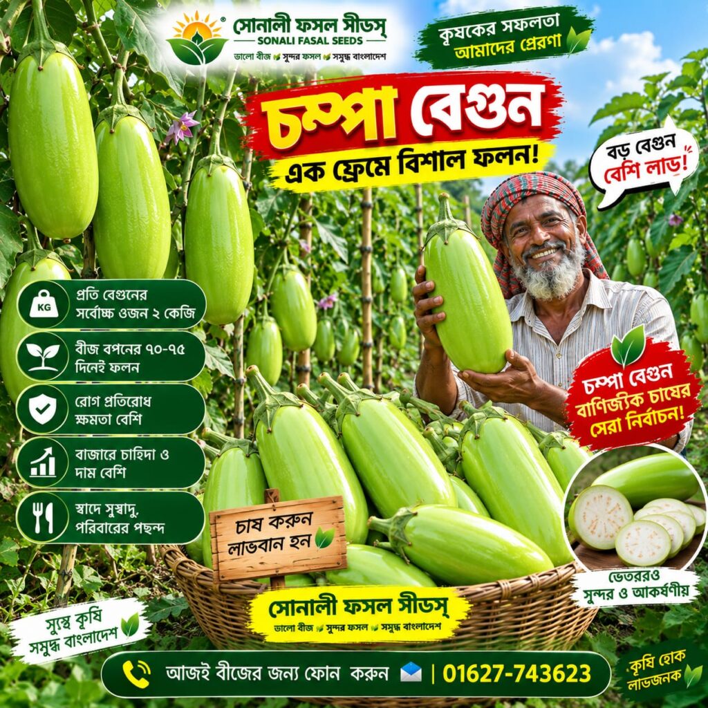 2 প্যাকেট চম্পা বেগুন