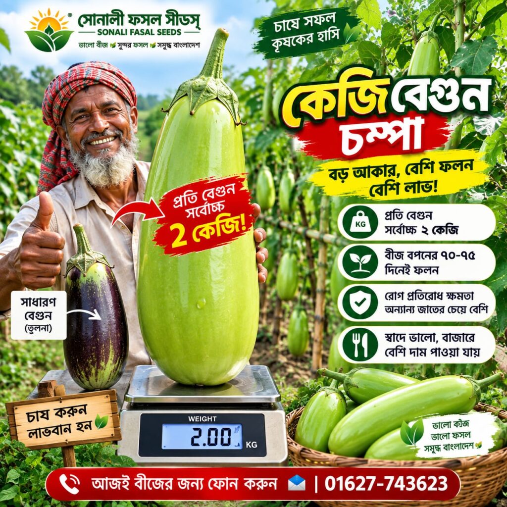 5 প্যাকেট চম্পা বেগুন
