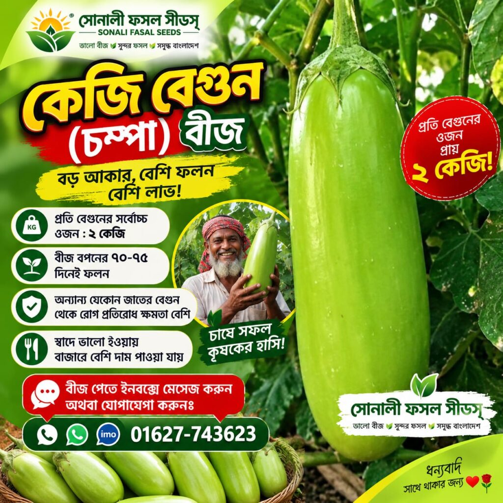 1 প্যাকেট চম্পা বেগুন